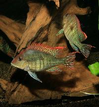 Geophagus pyrocephalus