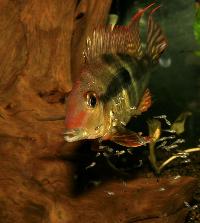 Geophagus pyrocephalus
