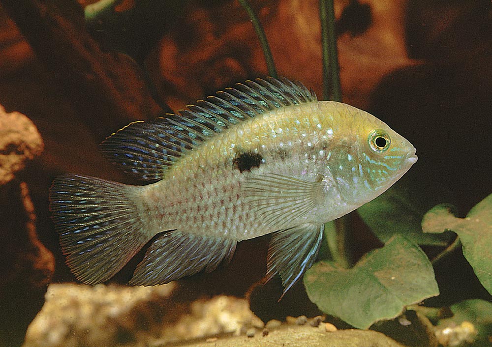 Andinoacara pulcher