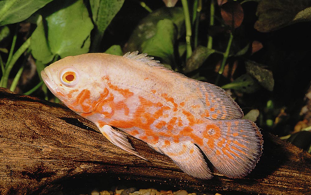 Astronotus ocellatus
