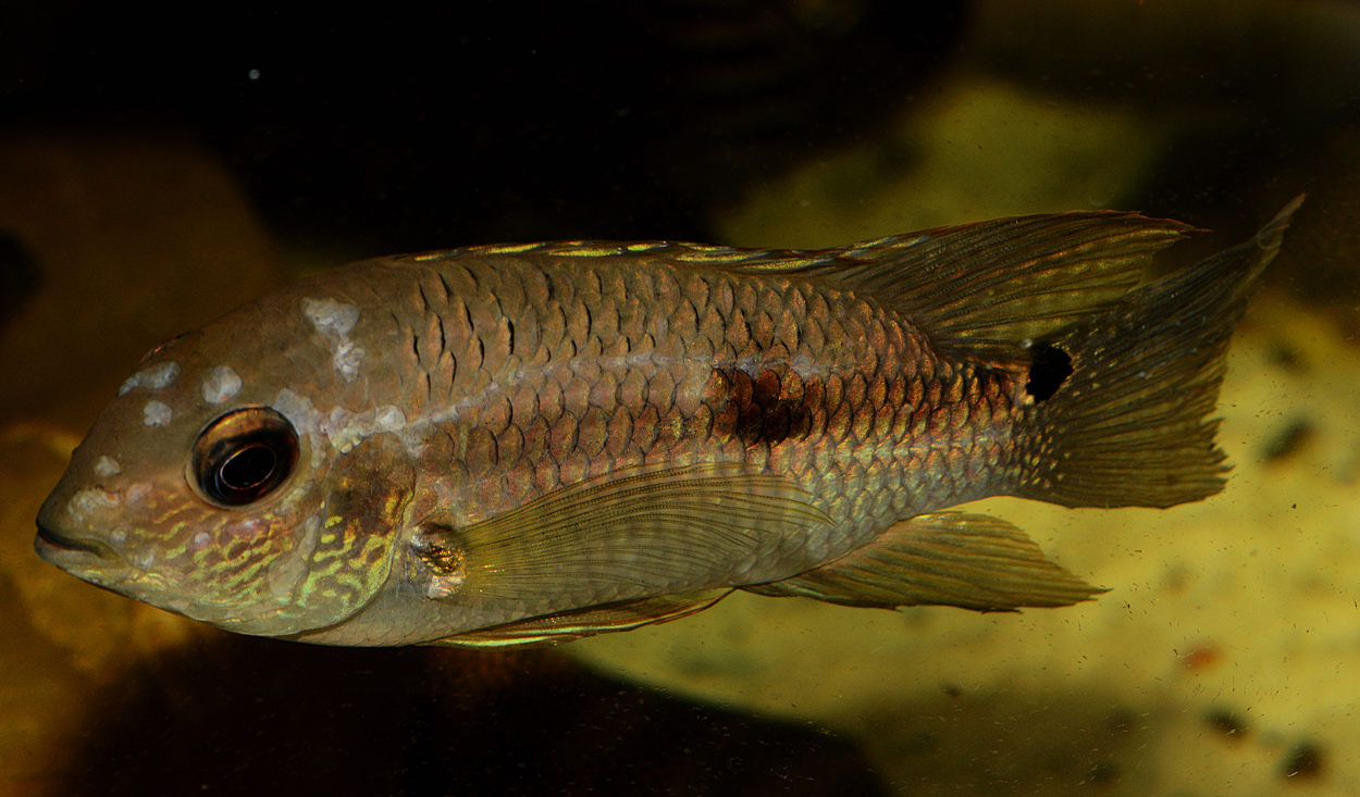Aequidens diadema