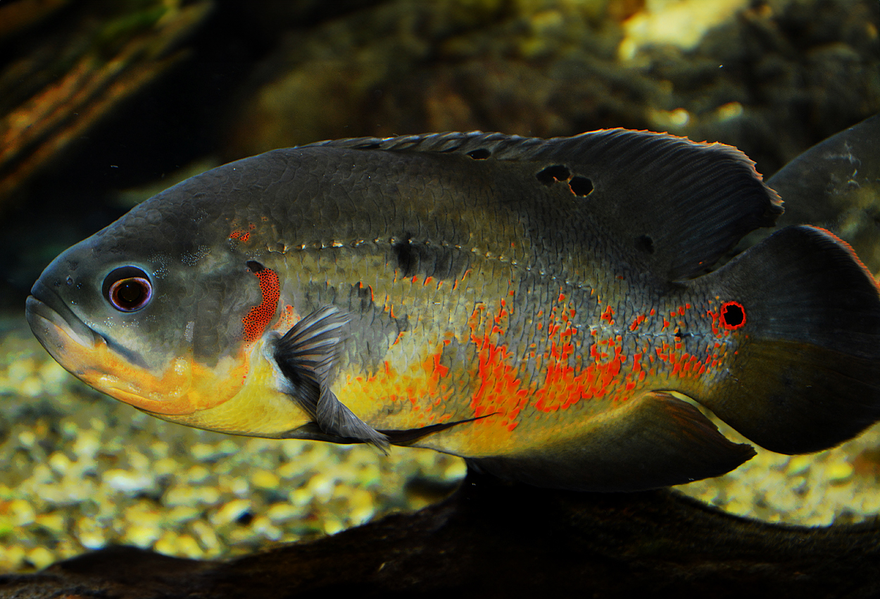 Astronotus ocellatus