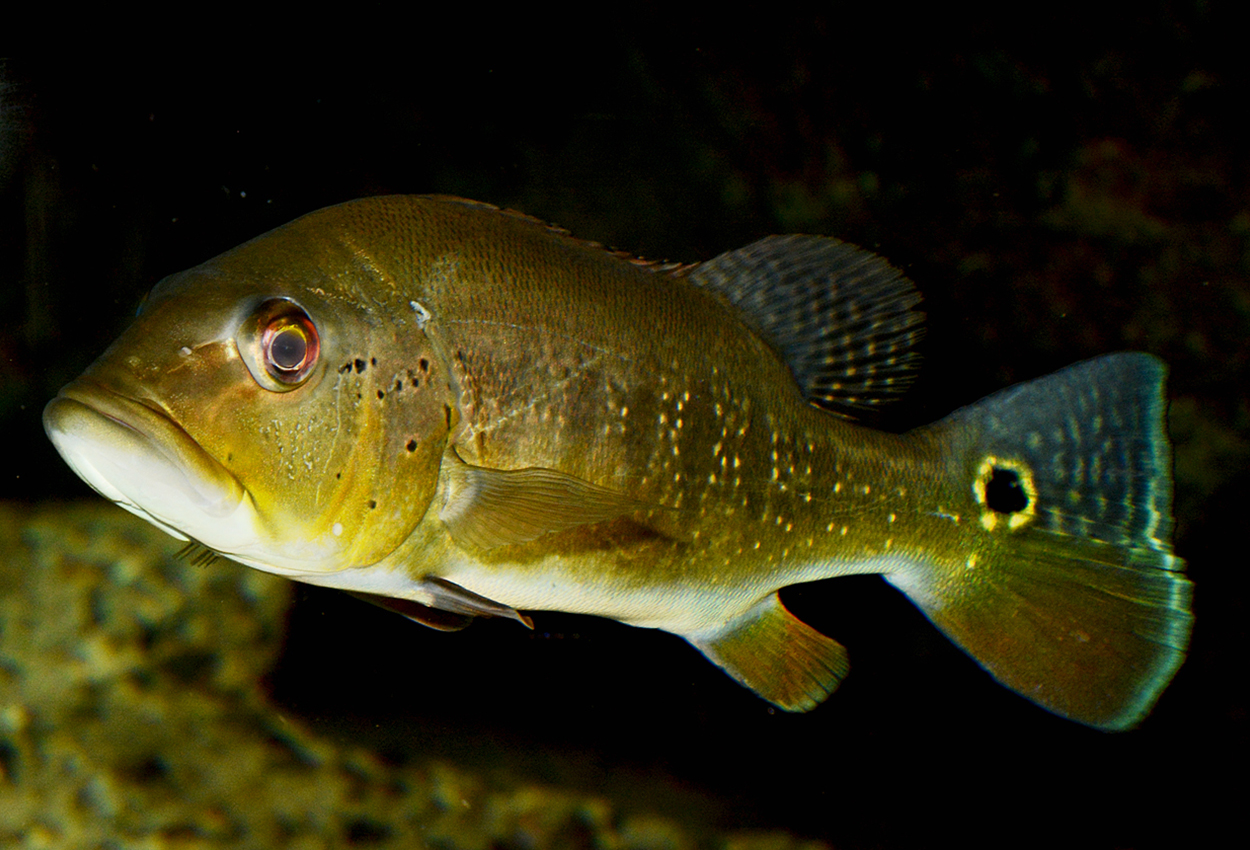Cichla pinima
