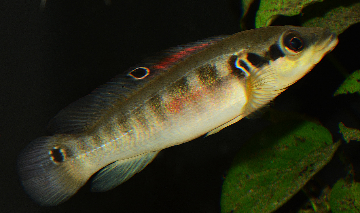 Crenicichla sp. 'gurupi'
