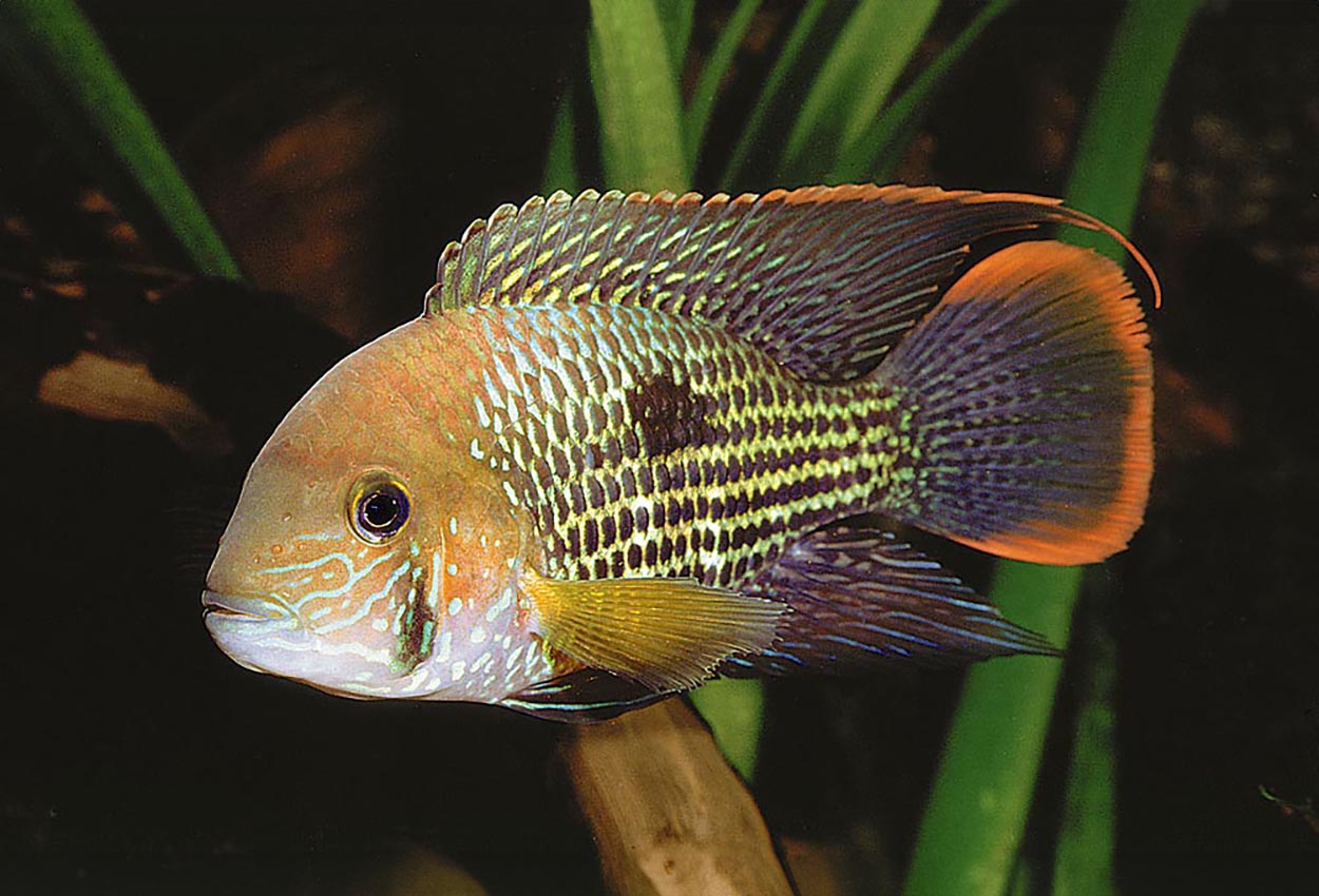 Andinoacara rivulatus