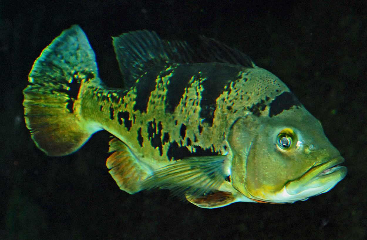 Cichla monoculus