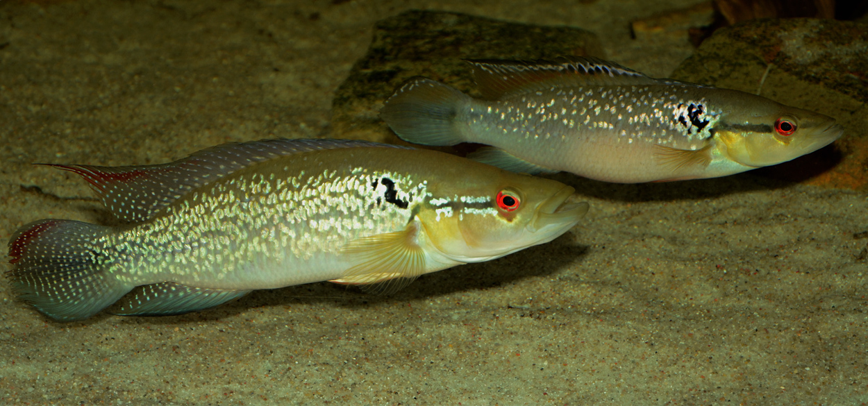 Crenicichla saxatilis