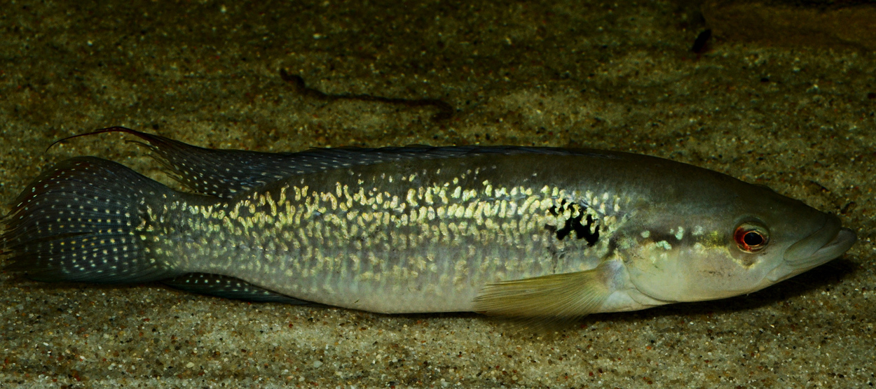 Crenicichla saxatilis