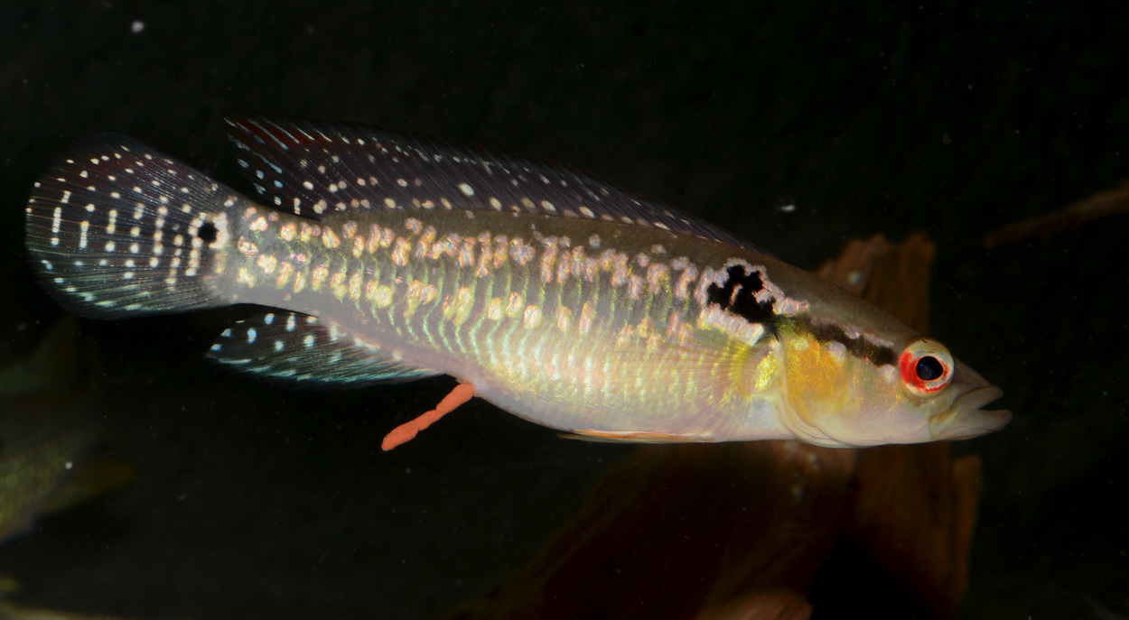 Crenicichla saxatilis