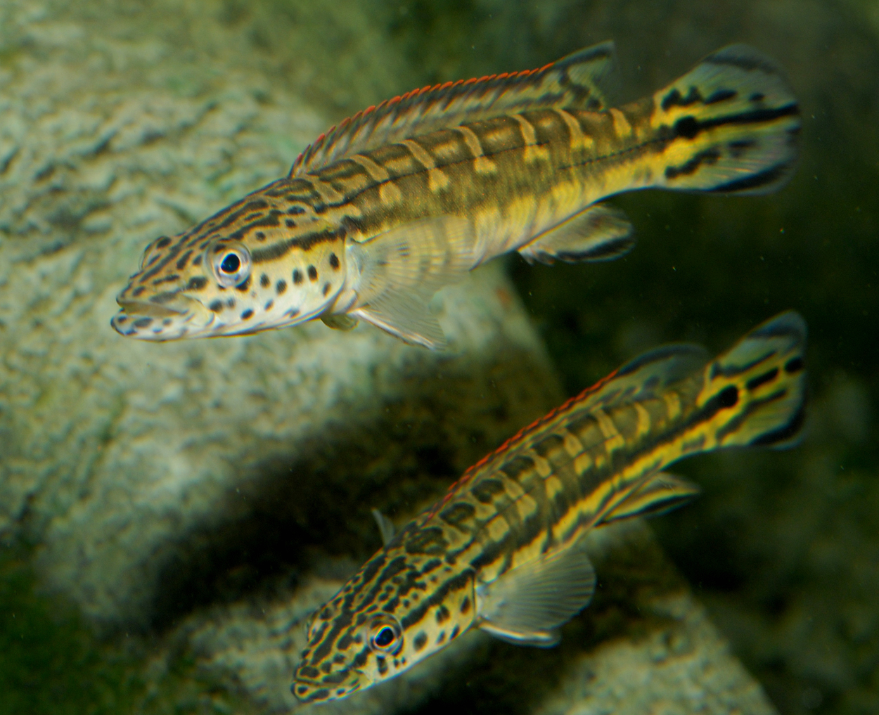Crenicichla sp. 'Tapajos red'