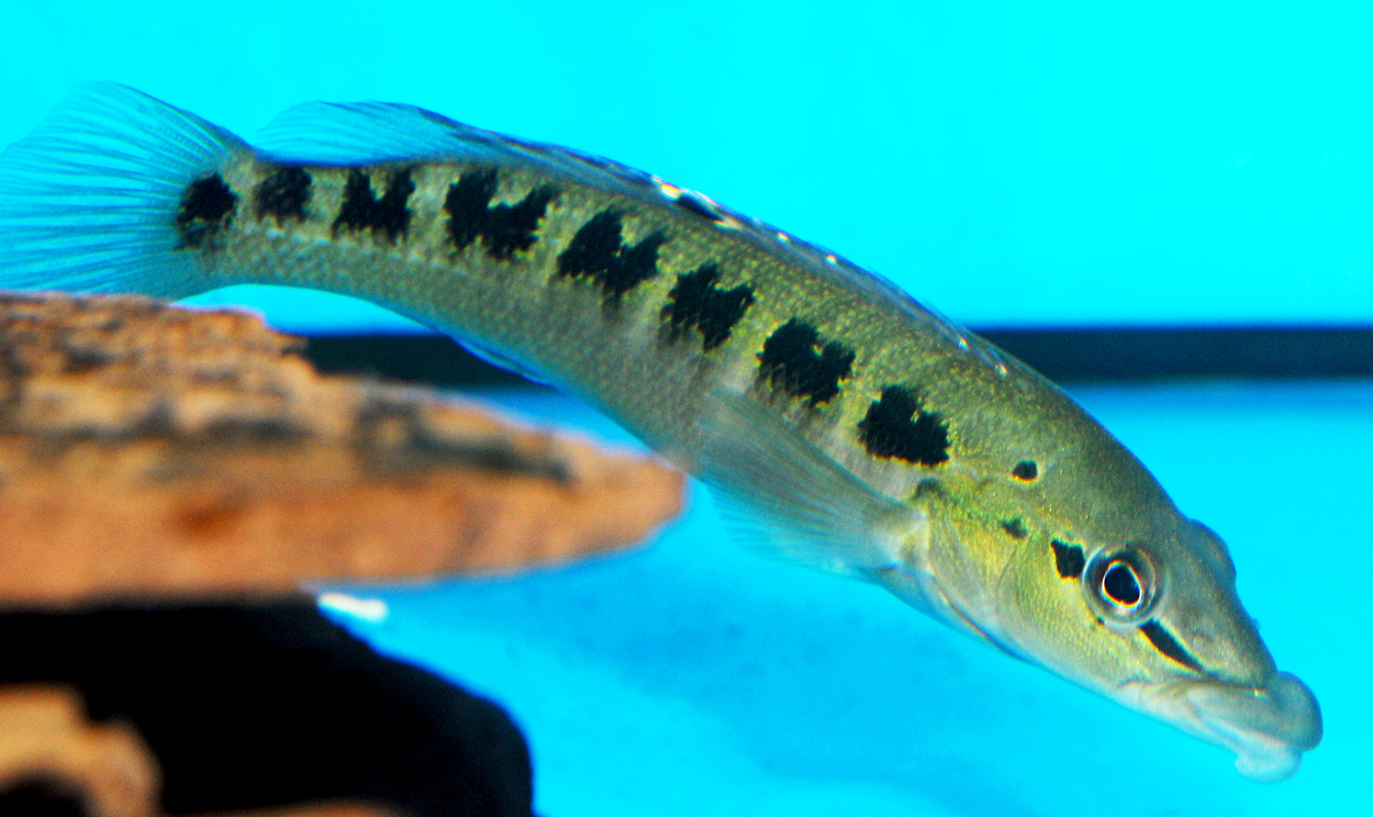 Crenicichla tendybaguassu