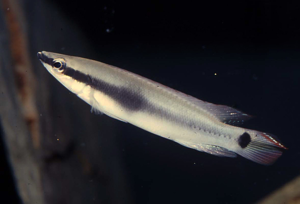 Crenicichla urosema