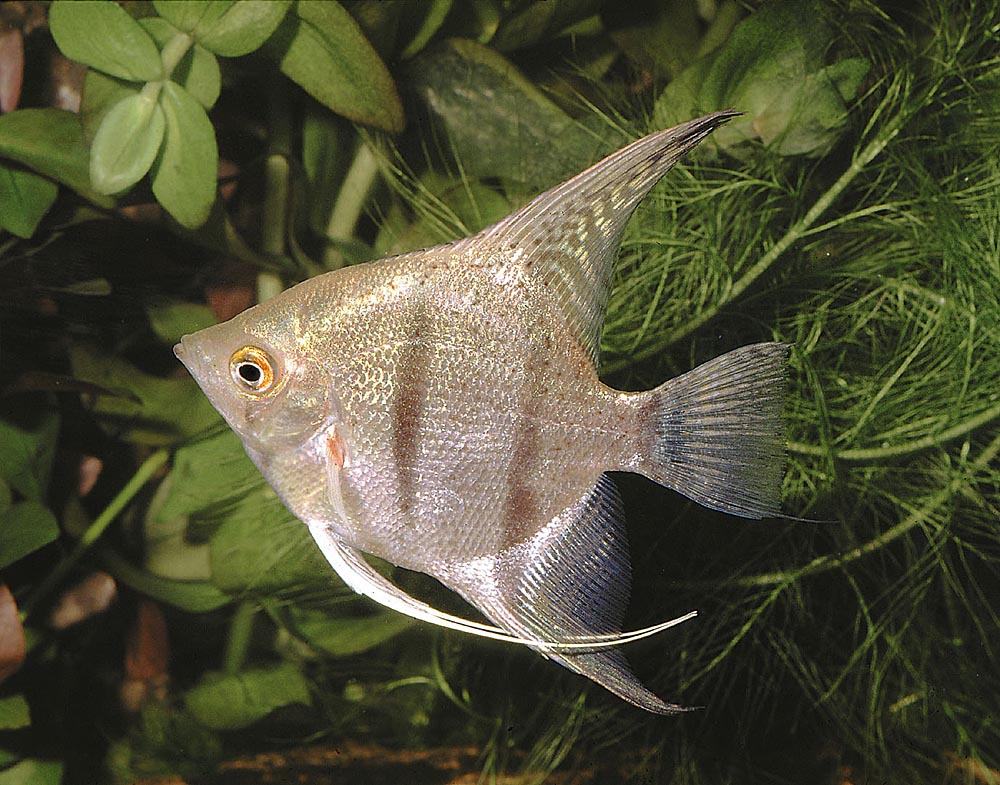 Pterophyllum scalare