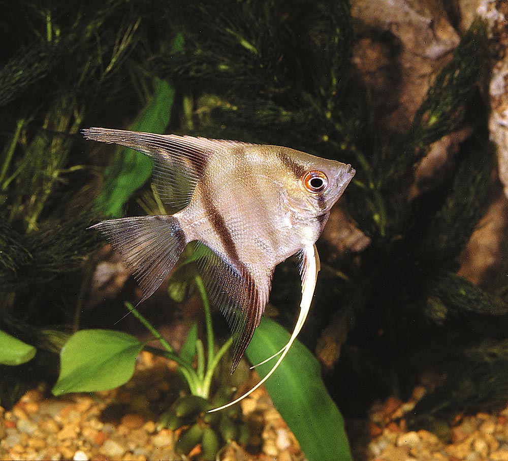 Pterophyllum scalare