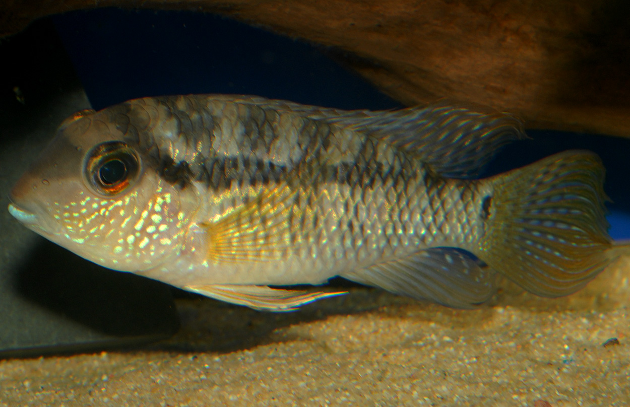 Bujurquina syspilus