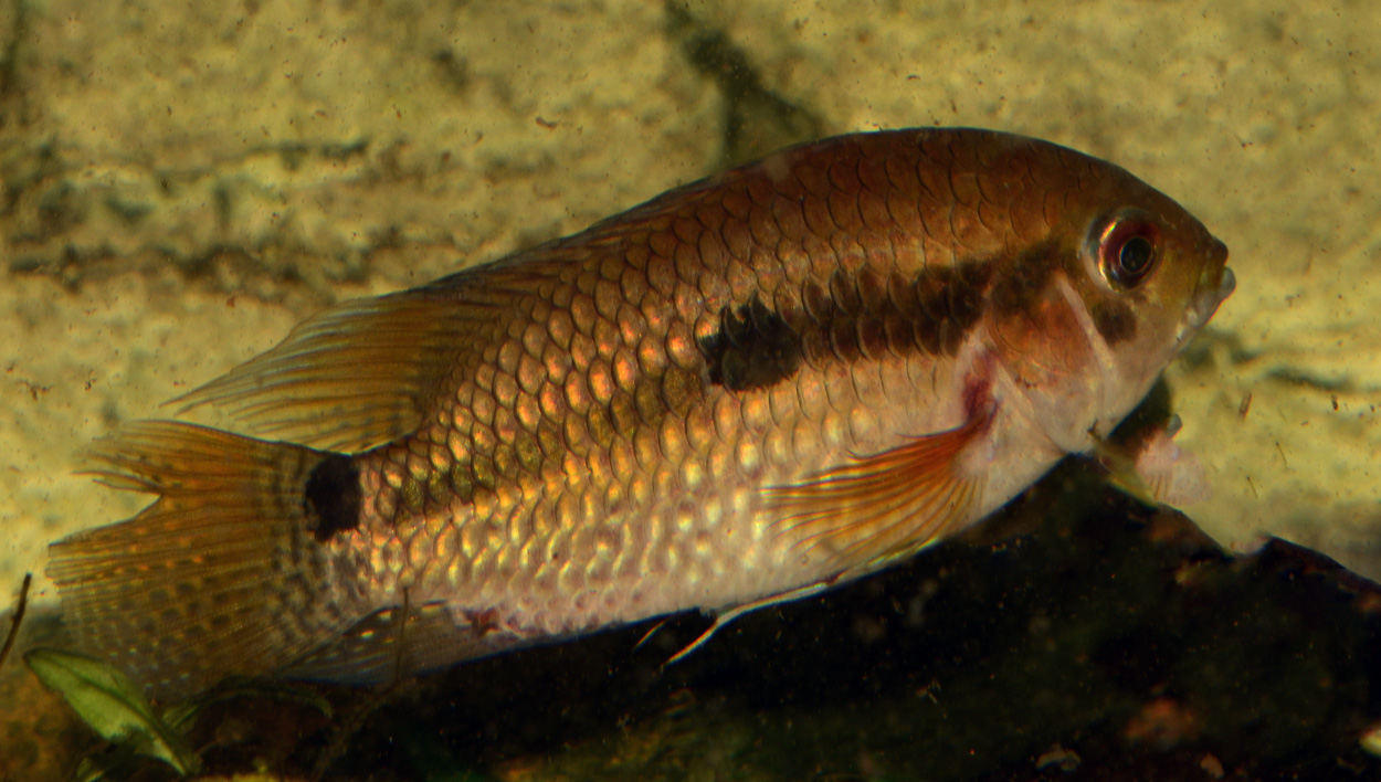 Cichlasoma amazonarum