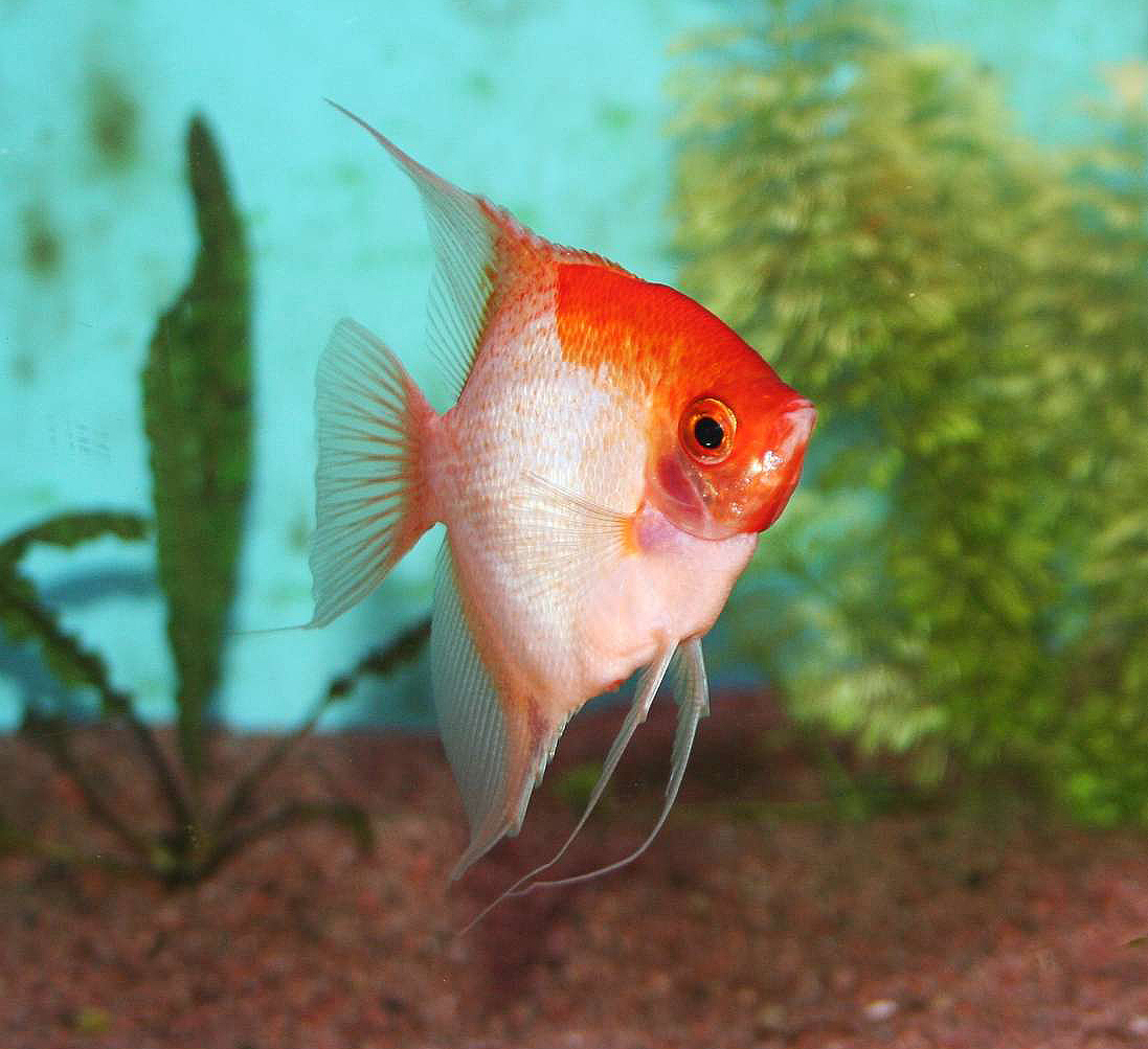 Pterophyllum scalare, (Solid red)