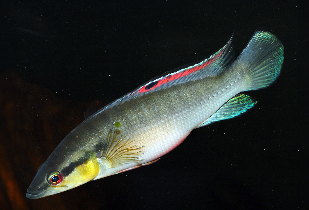 Crenicichla proteus