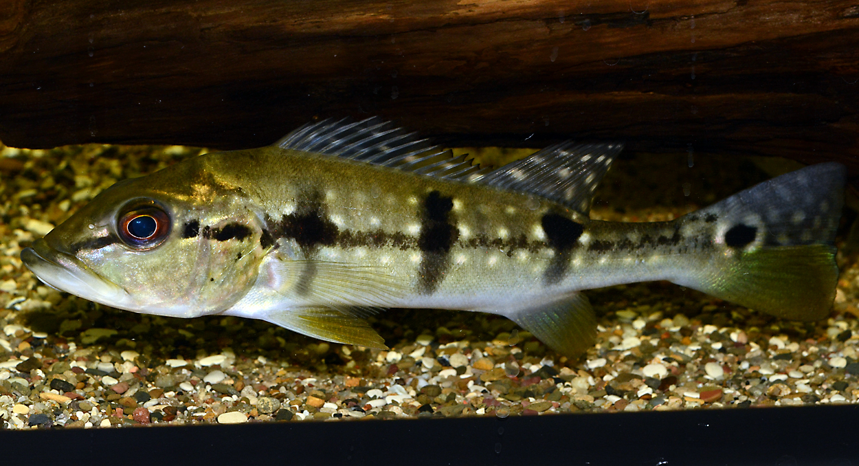 Cichla cf pinima