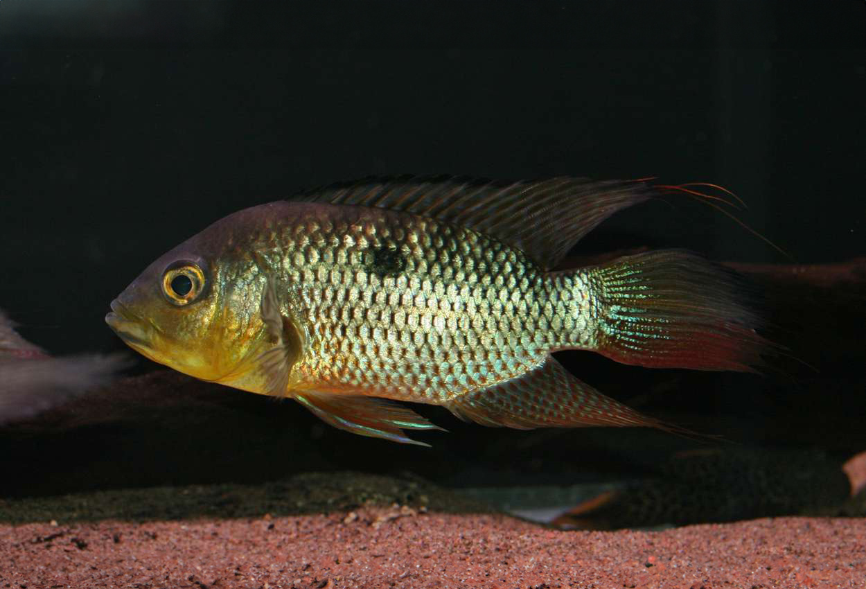 Chaetobranchus flavescens