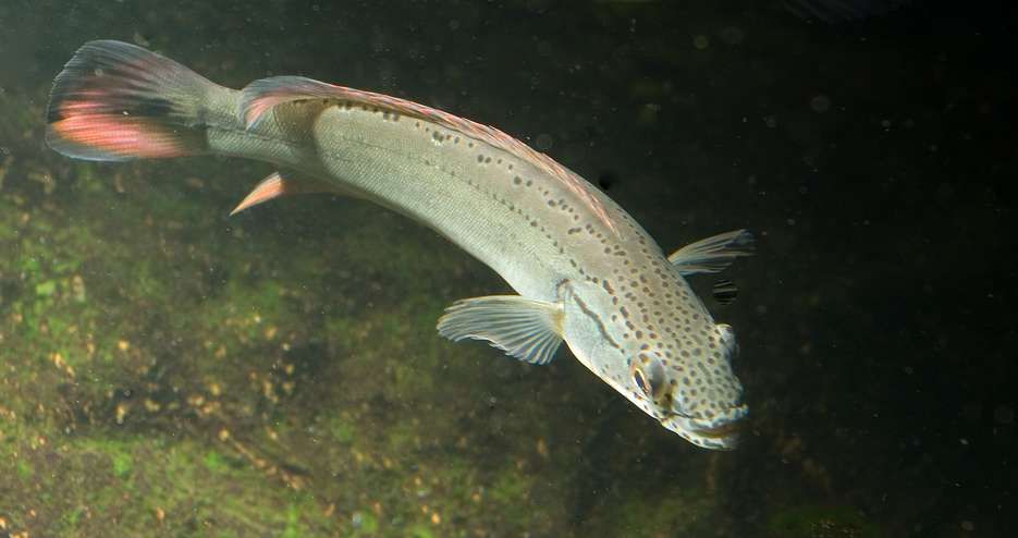 Crenicichla marmorata