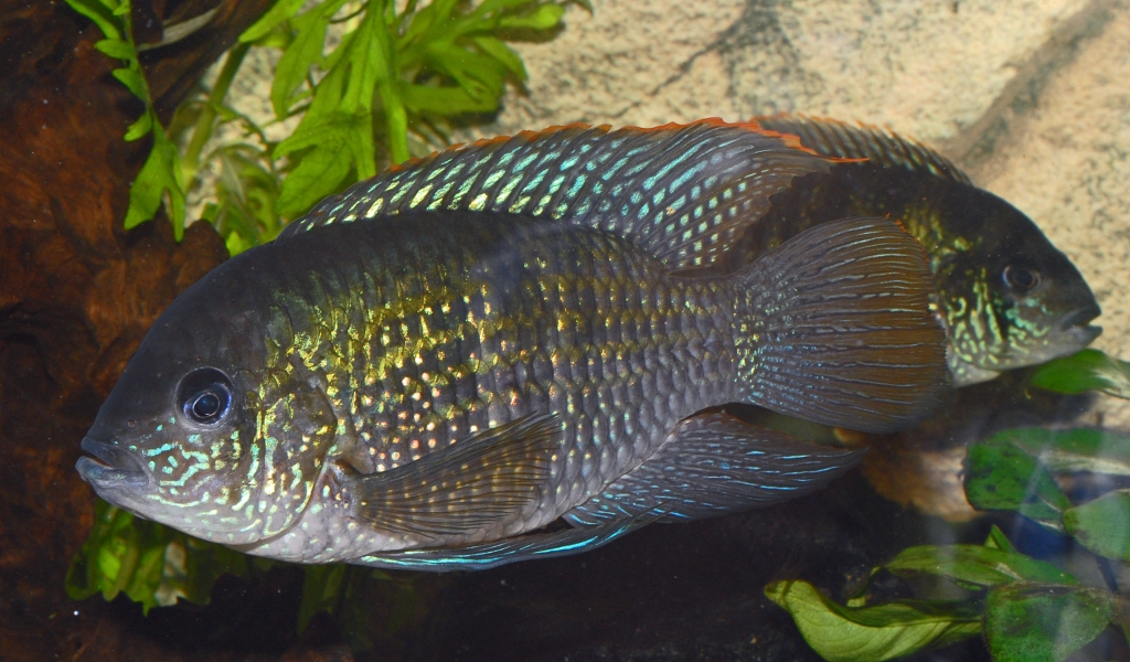 Andinoacara pulcher