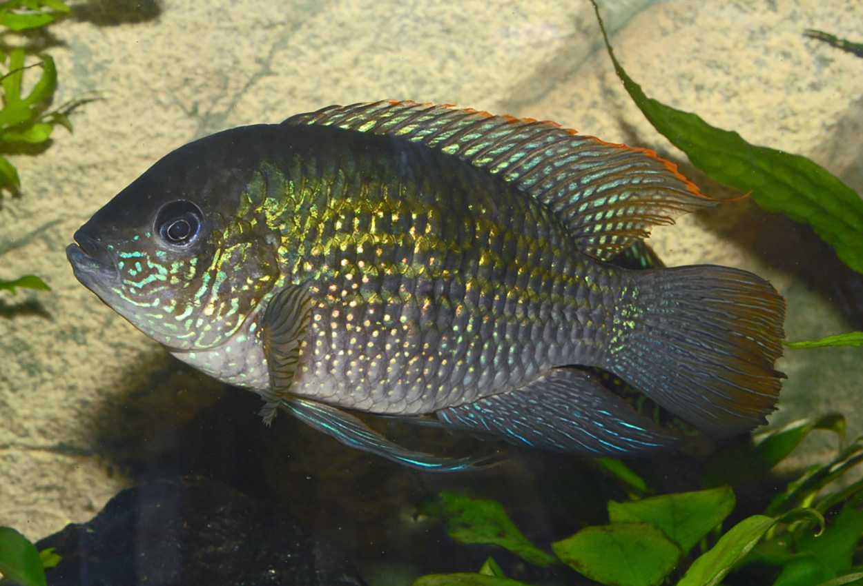 Andinoacara pulcher