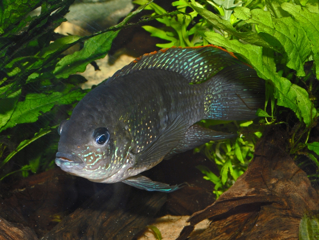 Andinoacara pulcher