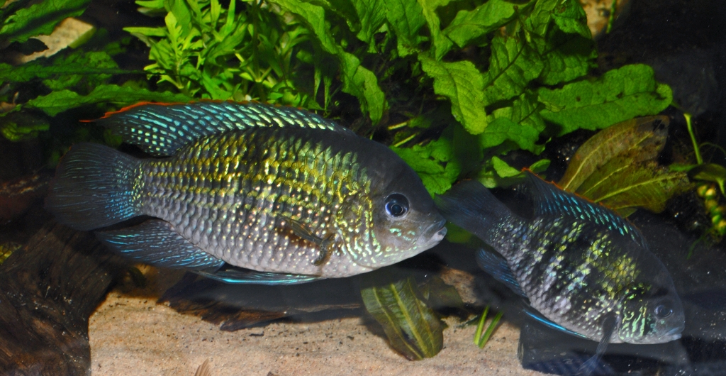 Andinoacara pulcher