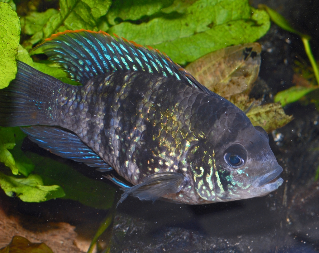 Andinoacara pulcher