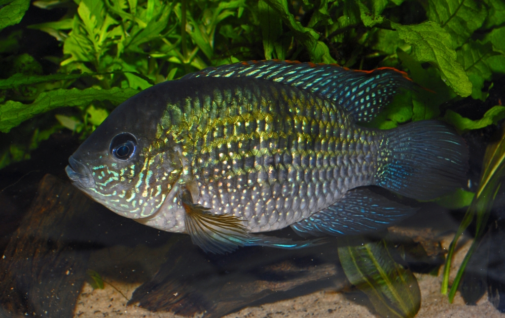 Andinoacara pulcher