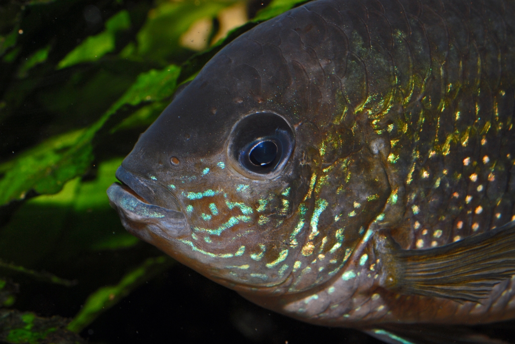 Andinoacara pulcher