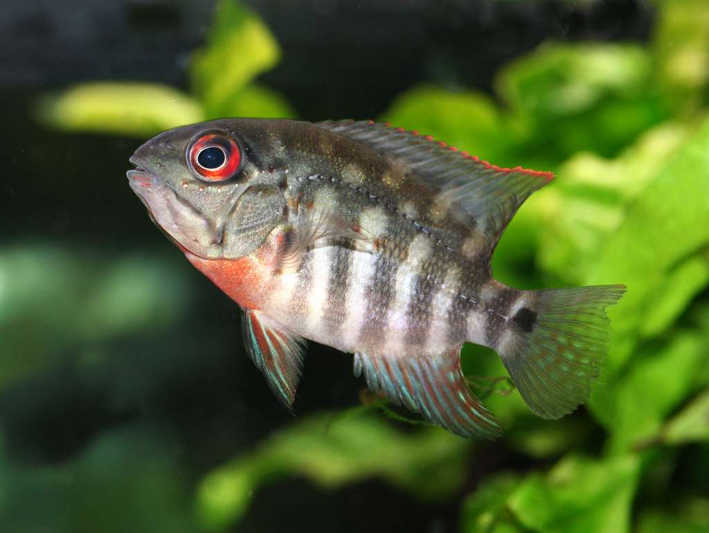 Hoplarchus psittacus