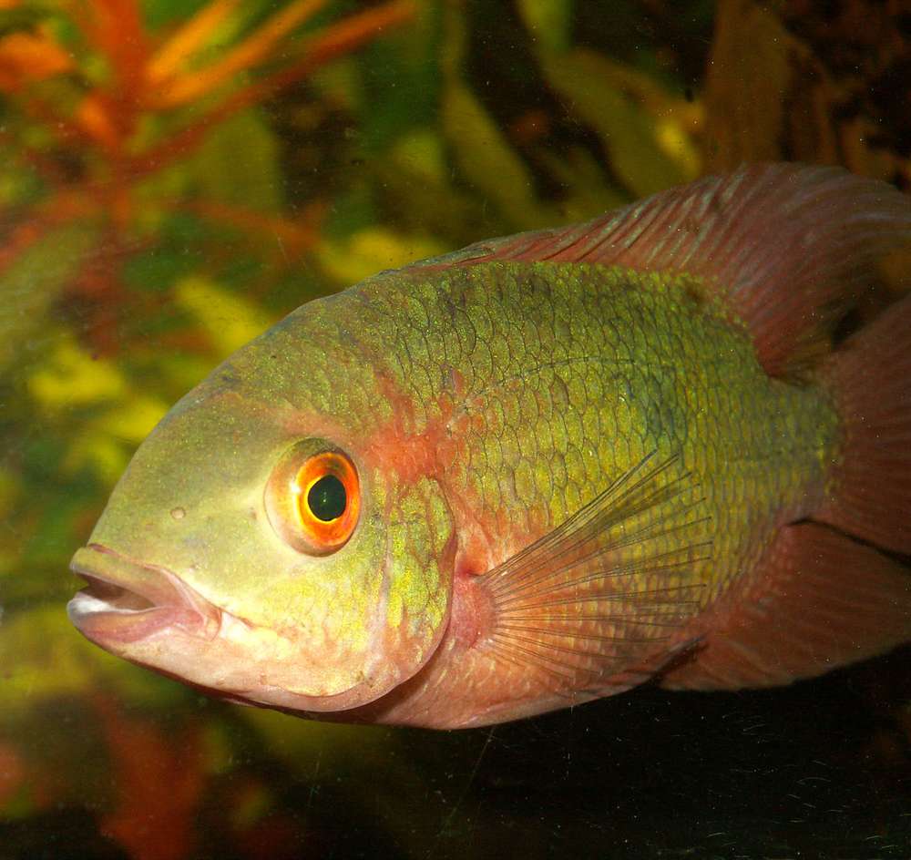 Hypselecara temporalis