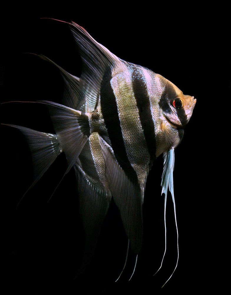 Pterophyllum altum