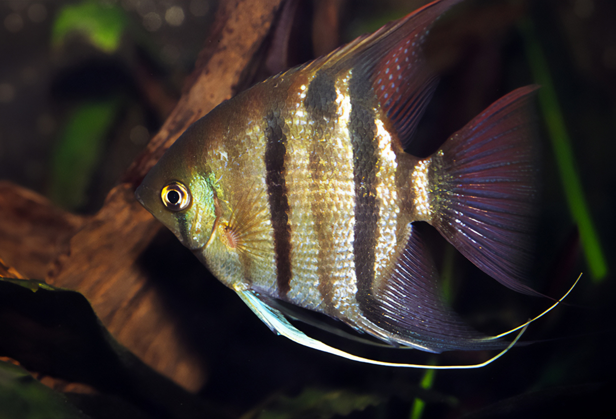 Pterophyllum leopoldi