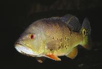 Cichla ocellaris
