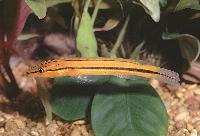 Crenicichla sp. "Xingu 1"