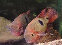 Hypselecara temporalis