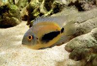 Uaru amphiacanthoides