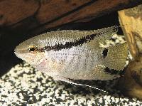 Mesonauta insignis