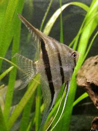 Pterophyllum scalare