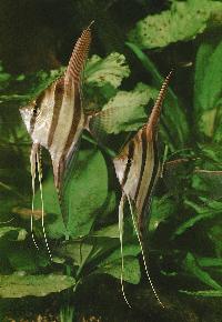 Pterophyllum altum