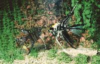Pterophyllum scalare