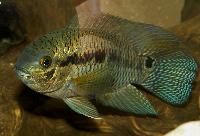 Cichlasoma pusillum