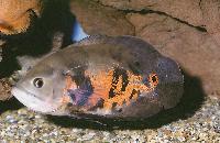 Astronotus ocellatus