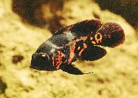 Astronotus ocellatus