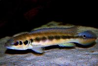 Crenicichla reticulata