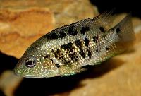 Mesoheros ornatus