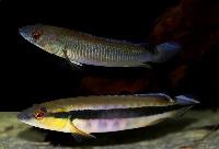 Crenicichla johanna